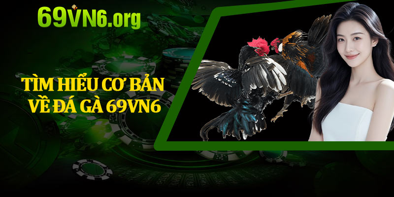 Tìm Hiểu Cơ Bản Về Đá Gà 69vn6